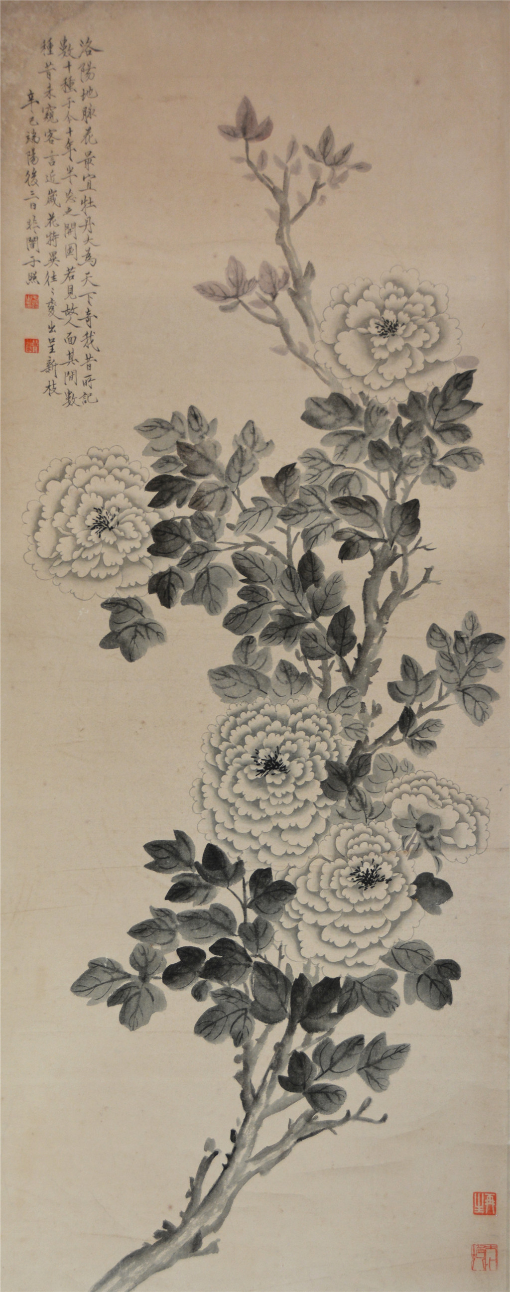 于非闇  墨牡丹  
