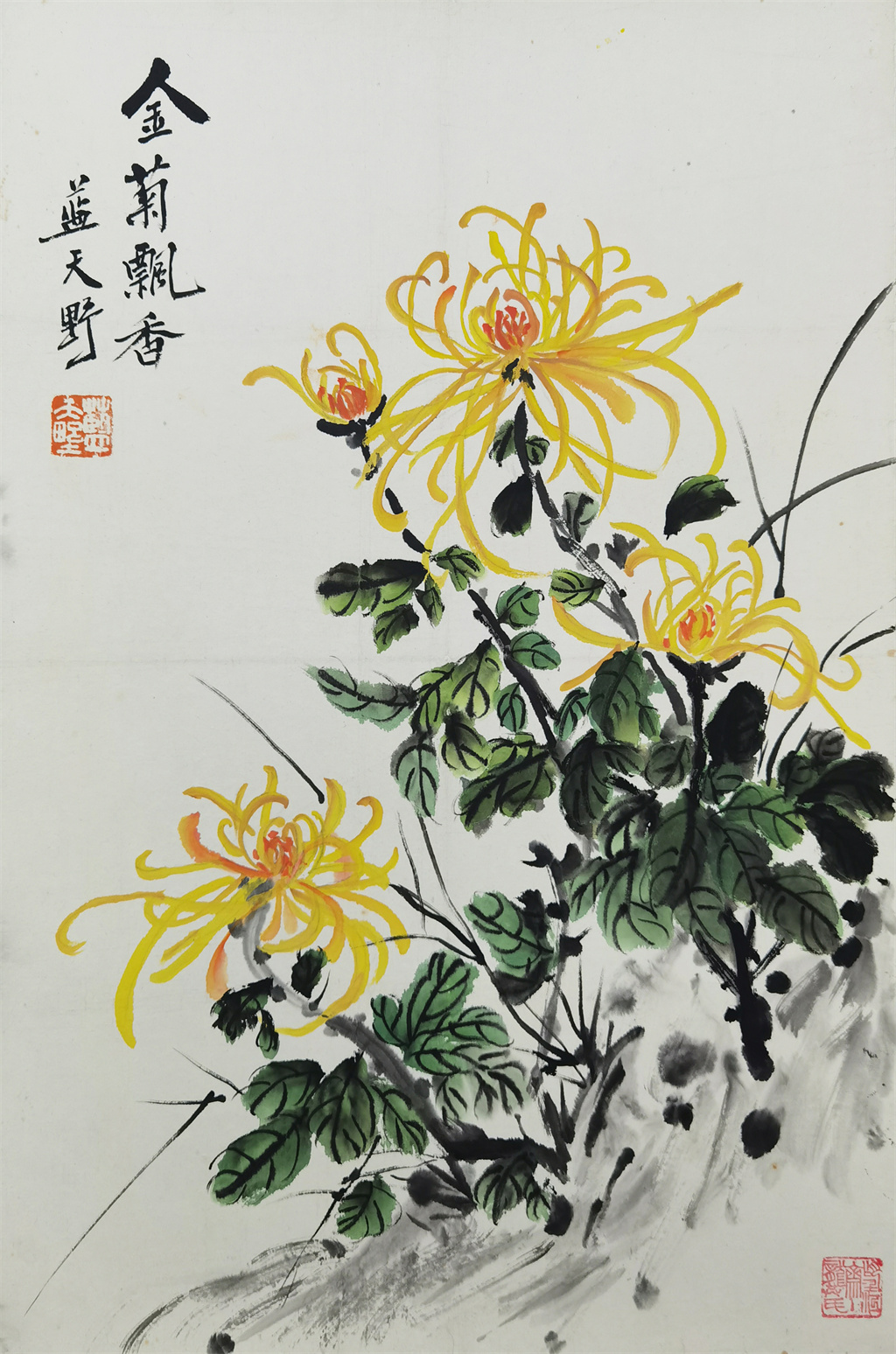 蓝天野     菊花